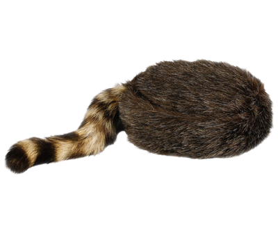 I remember watching Daniel Boone or Davy Crockett on TV when I was young and would've loved to have one of these! Walking around in our rural area of hills and creeks. Let this cap take you back to the frontier kind of days! Made of soft "acrylic" coon hair and a genuine raccoon tail. Visit our Smyrna, TN shop, conveniently located a short drive from downtown Nashville, choose from sizes 23" to 25".